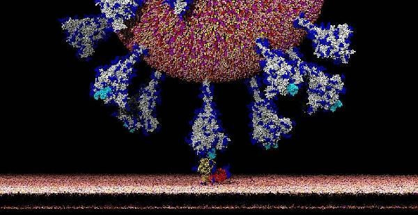 Koronavirüsün insan hücresine girdiği an ilk kez bu kadar net görüldü - Resim: 2