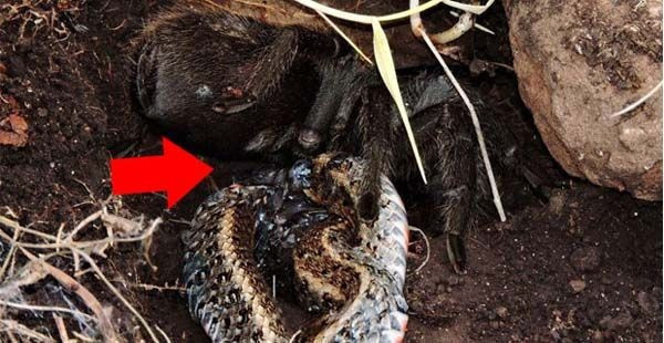 Bu kez yılan yem oldu ilk kez görüntülendi! - Resim: 1