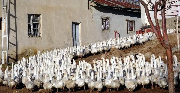 Maliyeti yüzde 97 azalttı! Van'da siyasal mezunu paraya para demiyor - Resim: 3