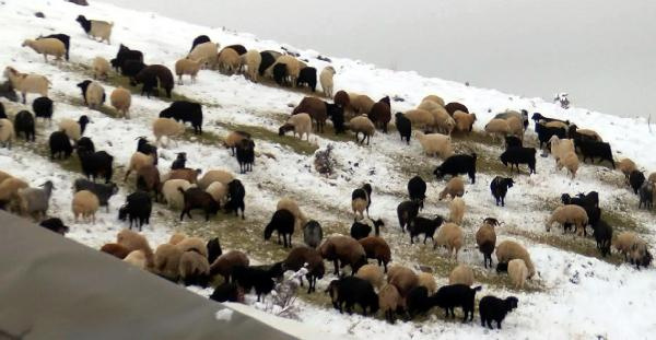 Ankara'da kar yağdı çadır çöktü! Durumu fark edince dışarıya çıkararak kurtardı - Resim: 0