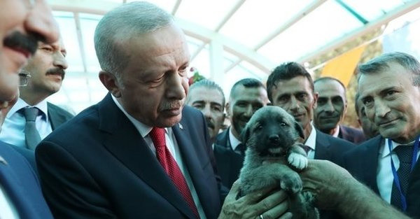 Cumhurbaşkanı Erdoğan'dan Hayvan Hakları Yasası talimatı! "Meclis kapanmadan bu kanunu çıkarın" - Resim: 0