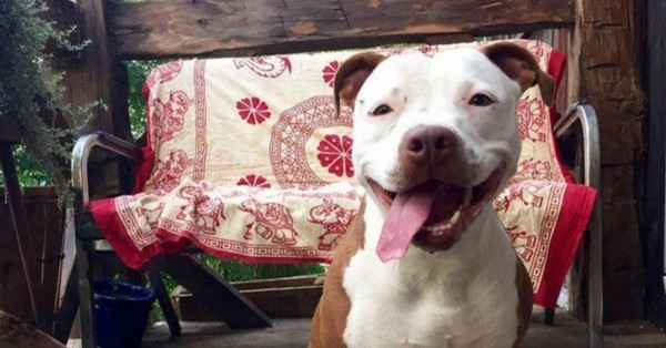 Belediye başkanı seçimlerini kazanan köpek Btynneth - Resim: 1