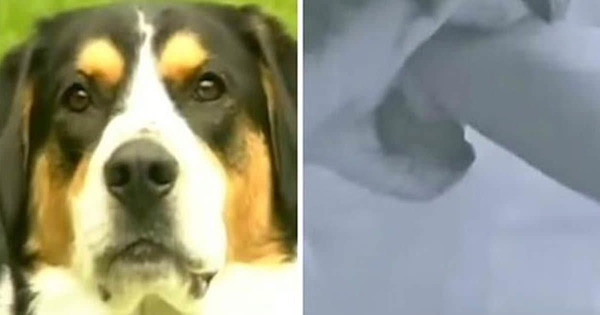 Köpeği bir anda onu ısırmaya başladı nedenini öğrenince şoke olacaksınız - Resim: 1