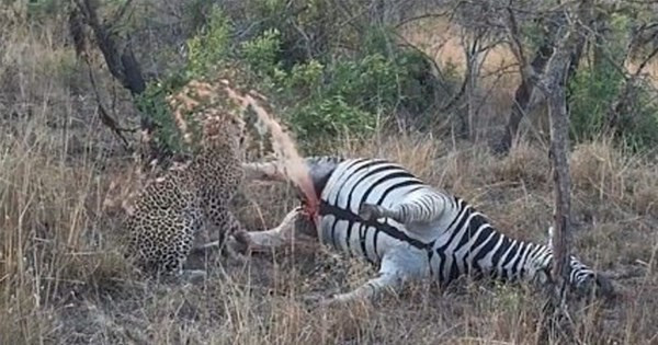 Zebrayı atlayıp avladı avlamasına ama sonra öyle bir şey oldu ki - Resim: 3