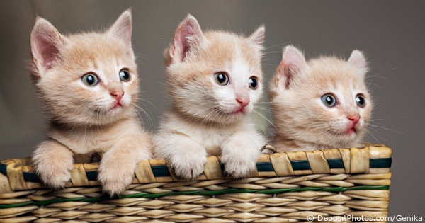 Kedi bakıcılığı için  200 kişi başvuru - Resim: 2