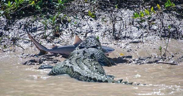 Timsah ve köpekbalığının inanılmaz mücadelesi - Resim: 4