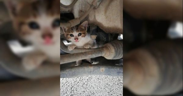 Bir vatandaş tarafından kedi için arabanın üzerine bırakılan not duygulandırdı! - Resim: 4