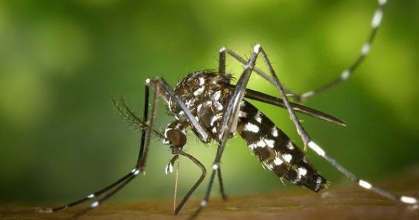 Sürü halinde geldiler sivrisinekler yüzlerce inek, at ve geyiği öldürdü - Resim: 1