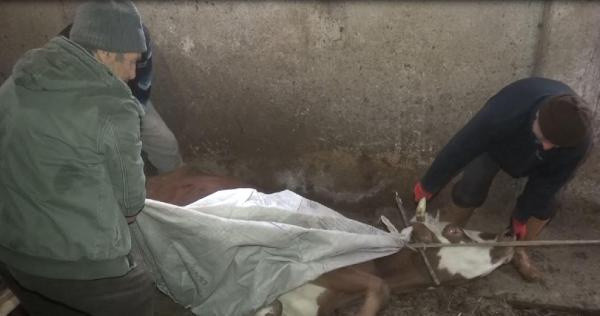 Trabzon'da gözyaşlarına boğuldu başından ayrılmadı: Çaresiz ölmelerini bekliyoruz - Resim: 0