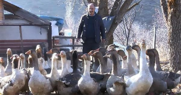 Kayseri'de bir yıl önce hobi olarak kaz aldı yılbaşı arefesi paraya para demiyor - Resim: 2