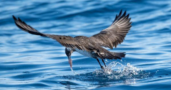Çok az kaydı var Antalya'da ortaya çıktı! Gören şaştı kaldı - Resim: 0