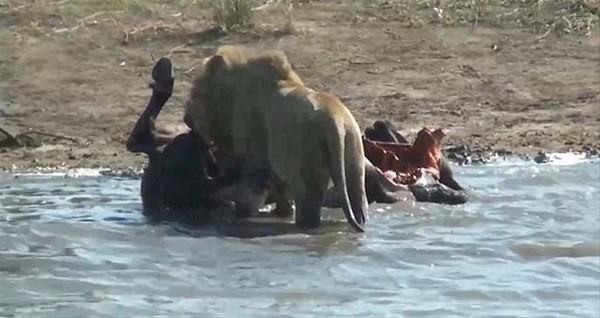 Aslan avının hamile olduğunu anladı yaptığı şey inanılmaz - Resim: 1