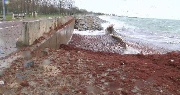 İstanbul'dan şaşırtan görüntü! Sahil kırmızıya büründü gören hayrete düştü - Resim: 4
