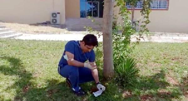 Şanlıurfa'da masada görünce bahçeye gömdü: İlk kez böyle bir şey oldu - Resim: 0