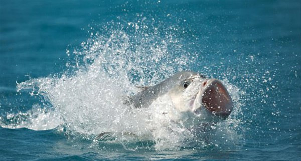 Bu ölüm kalım savaşına daha önce hiç denk gelmediniz - Resim: 3