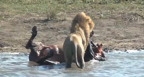 Aslan avının hamile olduğunu anladı yaptığı şey inanılmaz - Resim: 2
