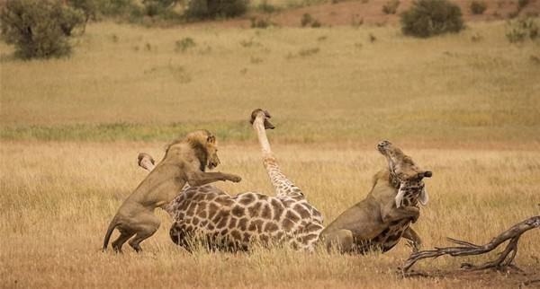 Ava çıkan aslan bir anda zürafanın üzerine atladı ve... - Resim: 4