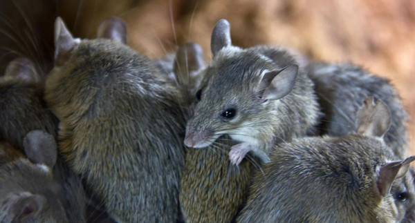 Avustralya'da binlerce fare cezaevini istila etti: Hasar o kadar büyük ki... - Resim: 0