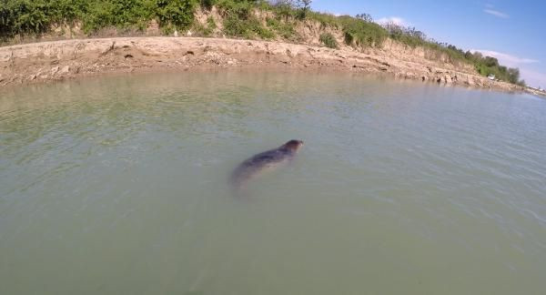 Antalya'da Akdeniz foku için 24 saat nöbet tuttular - Resim: 2