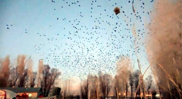 Van'da mahalleyi istila ettiler! Davul çalarak kovmaya çalışıyorlar - Resim: 0