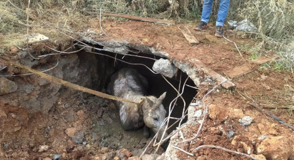 Kanalizasyon hattından sesler geldi! Şanlıurfa'da gören şaştı kaldı: Akılalmaz olay - Resim: 0