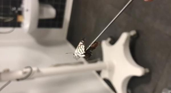 Kulağı ağrımaya başlayınca doktora gitti! Kulağından çıkan canlı herkesi şaşırttı - Resim: 2