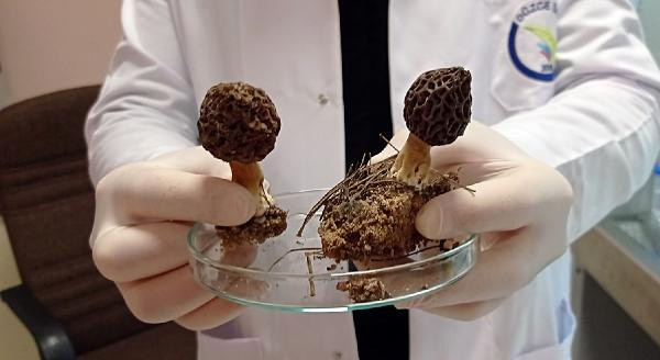 Düzce'de çalışma başlatıldı kilosu 3 bin TL! 'Bunu yetiştirsek dünyada ilk olacağız' - Resim: 1