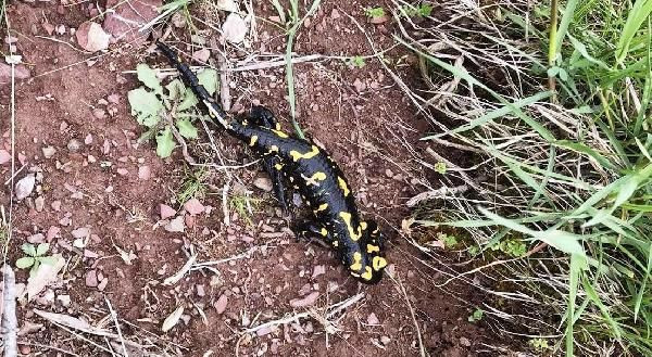 Malatya'da vatandaş çekti nesli tükenmekte olan Türk semenderi - Resim: 1