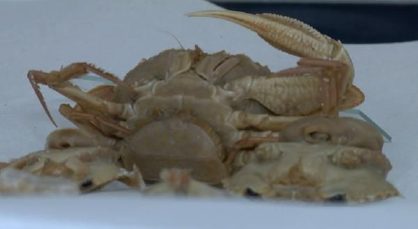 'İstilacı yengeç' tehdidi! Karadeniz'e yaklaştı - Resim: 4