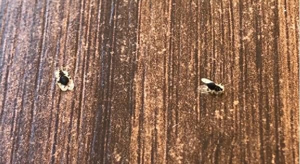 Kuraklık fena vurdu! Kırklareli, Tekirdağ ve Edirne'de dantel böceği istilası - Resim: 2