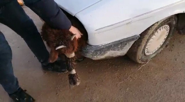 Şanlıurfa'da aracın farından çıkanlar şok etti! Canlı halde çıkarıldı - Resim: 0