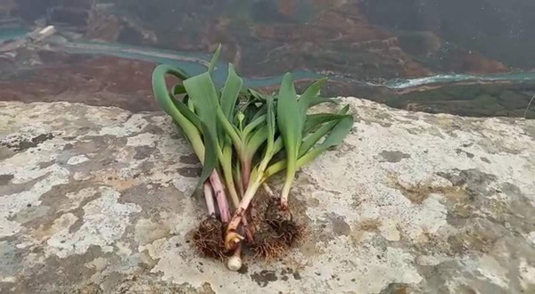 Siirt'te ölümün kıyısında şifa arıyorlar! Dağlarda 10 kilometre yürüyorlar - Resim: 0