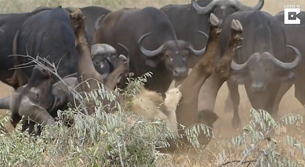 Bufalonun üzerine saldırdı ama hiç beklemediği bir şey oldu - Resim: 3