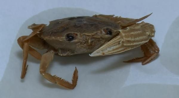 'İstilacı yengeç' tehdidi! Karadeniz'e yaklaştı - Resim: 3