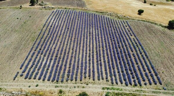 Kızı teşvik etti emekli öğretmenin çocukluk hayali gerçek oldu! Tunceli'de gelir elde ediyor - Resim: 2