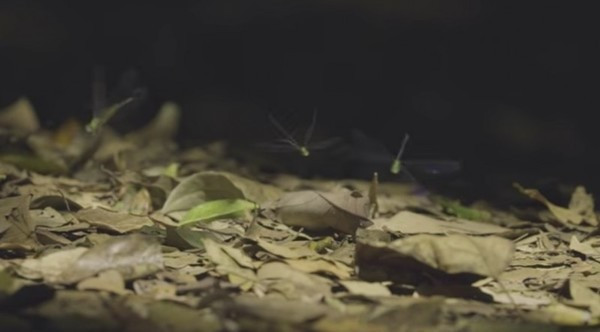 Her gün aynı yere bir ağaç dikti 26 yıl sonra ise...  - Resim: 3