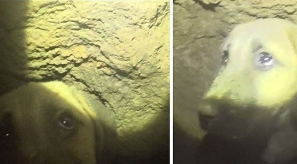 "Kuyu" köpek 1 yaşında - Resim: 2