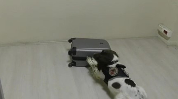 Denizli'de operasyonda köpek tepki verdi! Valizde ele geçirildi: Meğer beze... - Resim: 0
