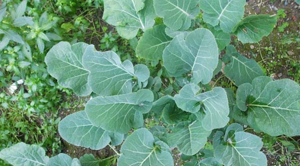 Tüketilmesi gereken 30 gıda - Resim: 4