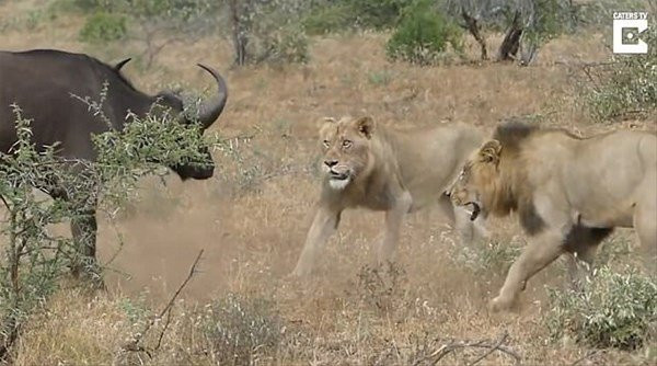 Bufalonun üzerine saldırdı ama hiç beklemediği bir şey oldu - Resim: 1