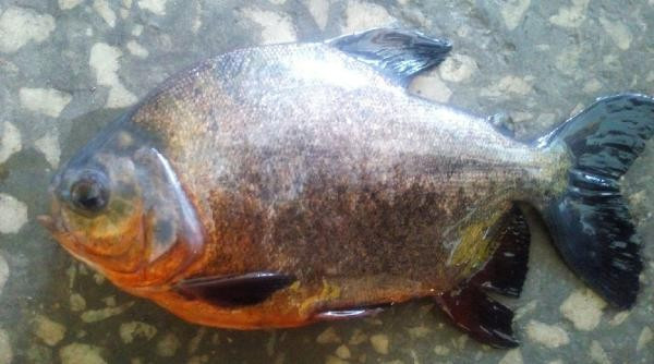 Sivas bunu konuşuyor Kızılırmak'tan pirana çıktı - Resim: 4