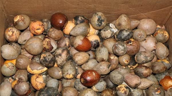 Tanesini 1 liraya sayıyor Antalya'da yazıyı gören gözlerine inanamadı! - Resim: 2