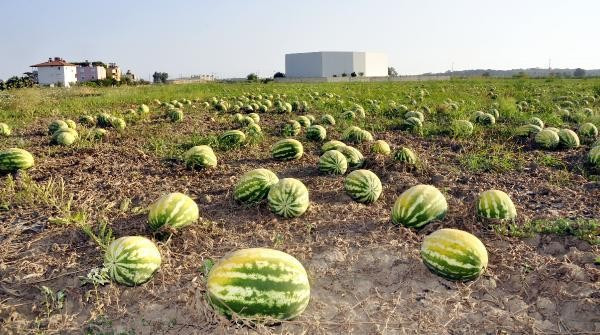 Kavun ve karpuzların halini gören çiftçi şoka girdi - Resim: 2
