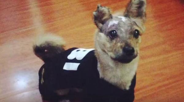 Böyle vahşet görülmedi! Telefonunu çiğnedi diye köpeğe yaptığına bakın - Resim: 4