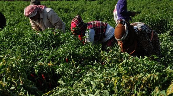 Gaziantep'te binlerce insana kazanç kapısı oluyor! 120 lira kazanıyorlar - Resim: 1