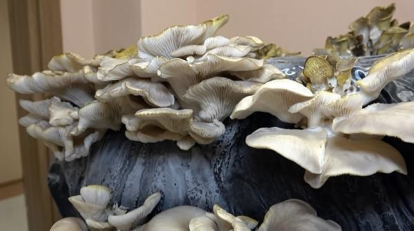 Çay yapılıp içiliyor fiyatını duyan şaştı kaldı! Düzce'de üretildi ekonomiye katkı sağlıyor - Resim: 4