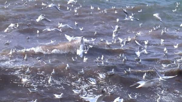 İstanbul'da lodos etkili oldu! Dalgaların yüksekliği 3 metreye kadar ulaştı - Resim: 1