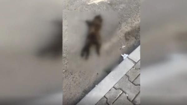 İstanbul'da kedi katili vahşeti! - Resim: 1