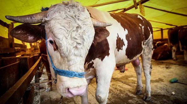 Kurban alırken nelere dikkat edilmeli! Basit gözlemlerle doğru kurbanı seçebilirsiniz - Resim: 2