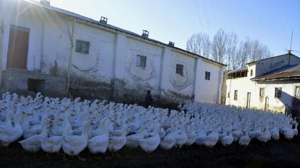 Maliyeti yüzde 97 azalttı! Van'da siyasal mezunu paraya para demiyor - Resim: 2